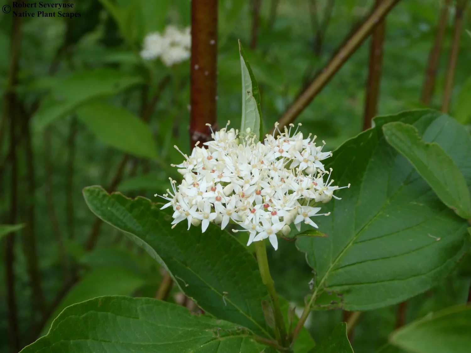 Red Osier Dogwood - Cornus sericea — Native Plant Scapes