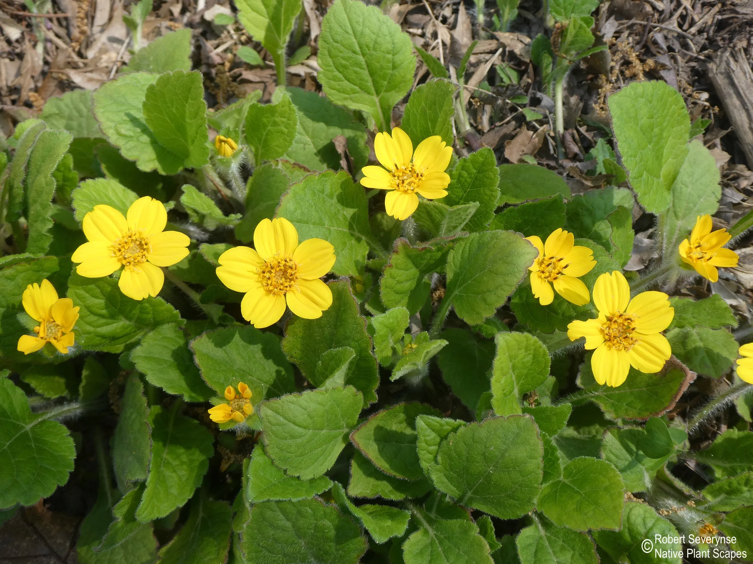 Green and Gold — Native Plant Scapes