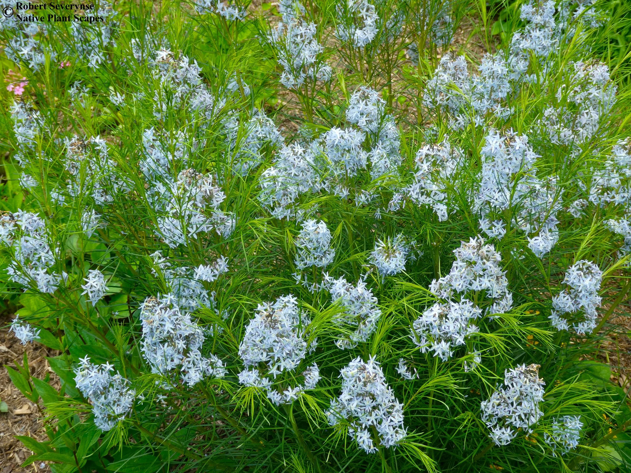 Threadleaf Bluestar Native Plant Scapes