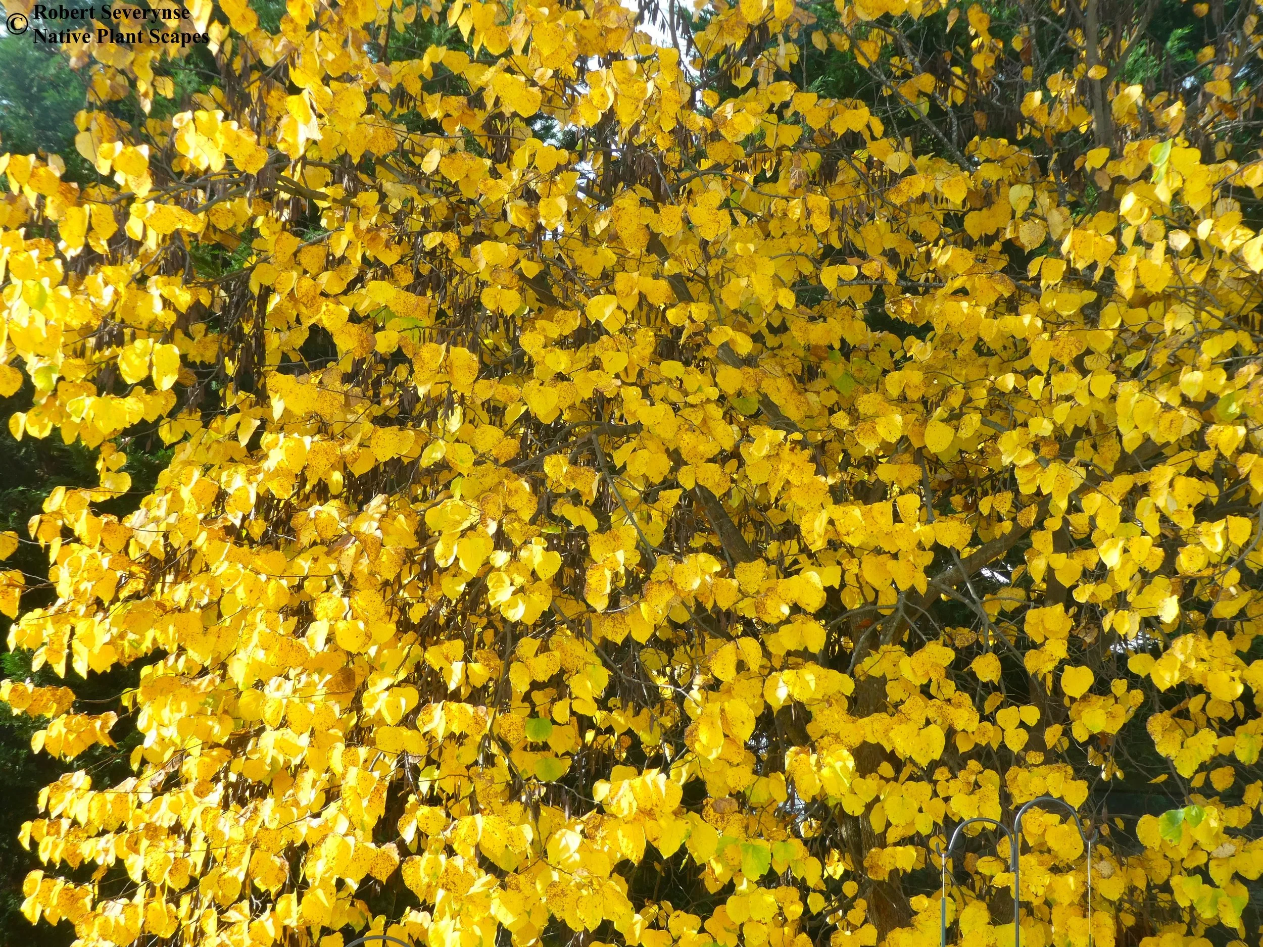 Eastern Redbud — Native Plant Scapes