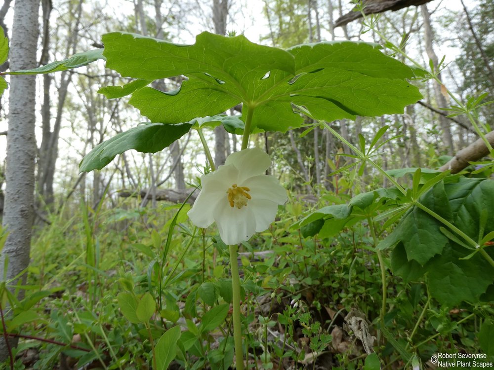 Mayapple - Podophyllum peltatum — Native Plant Scapes
