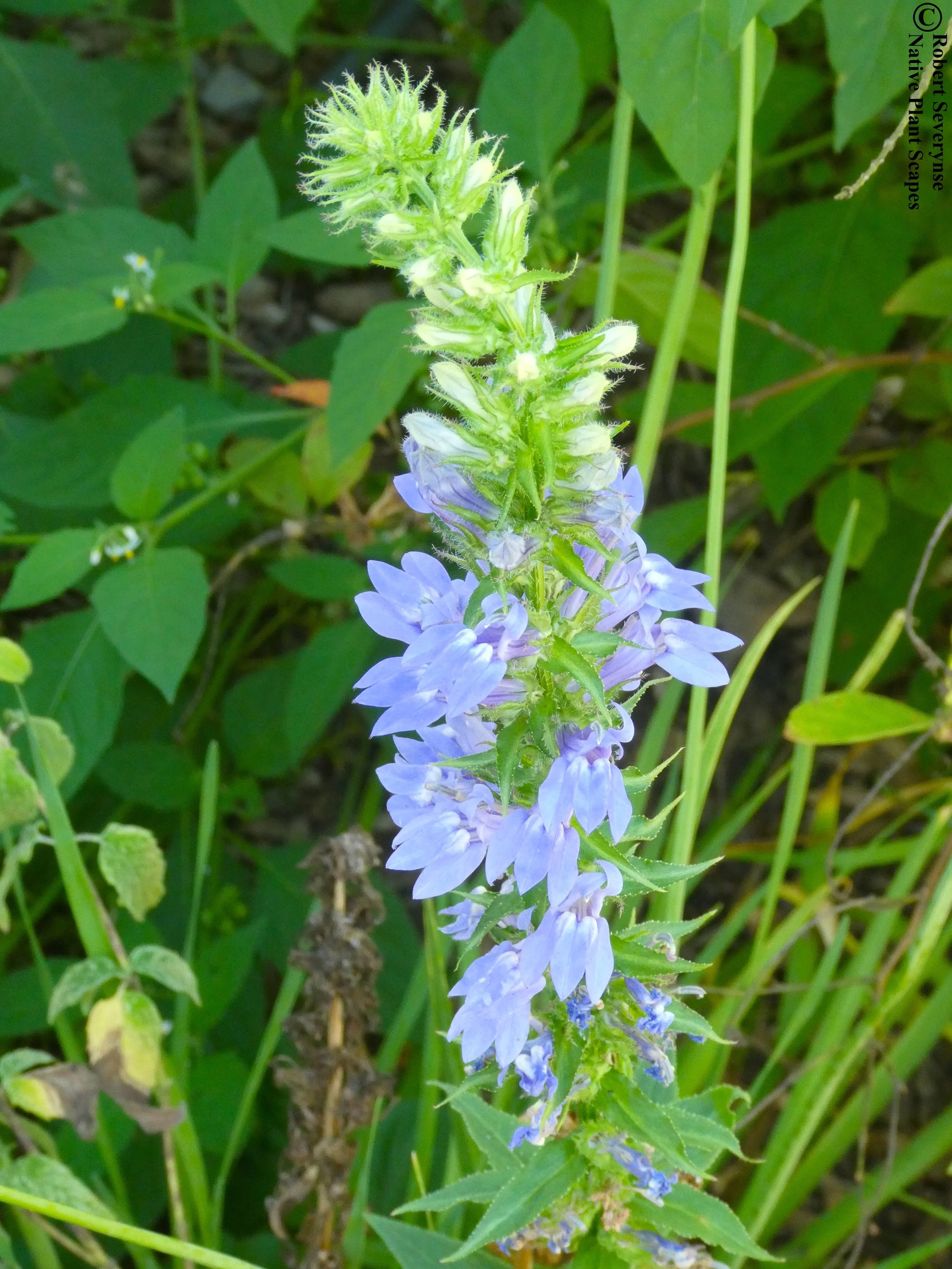 Great Blue Lobelia — Native Plant Scapes
