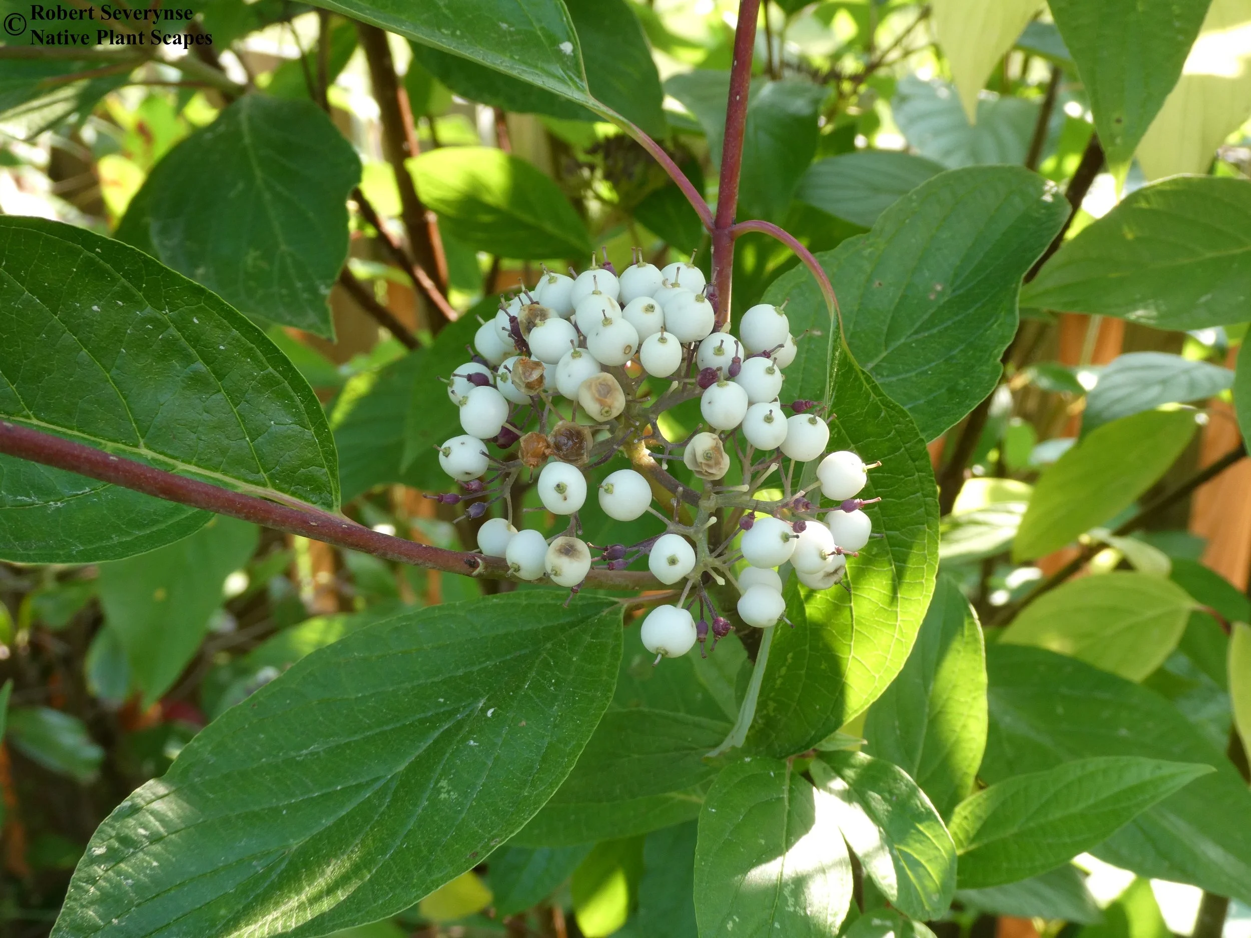 Red Osier Dogwood - Cornus sericea — Native Plant Scapes