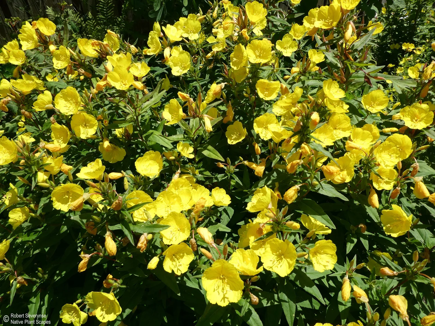 Narrow Leaved Sundrops — Native Plant Scapes