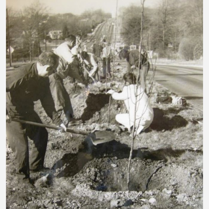 Tree planting on Dolly Madison Boulevard