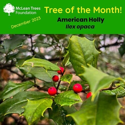 This month, let&rsquo;s celebrate our native American Holly, an evergreen standout in December with its vibrant red berries (on females) and dark green leaves. It grows slowly to 15-30&rsquo; and up to 40&rsquo; in the wild, preferring acidic, moist 