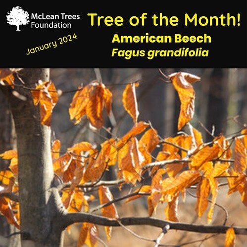 This month MTF celebrates our native American Beech (Fagus grandlfolia) tree, a deciduous standout in January because its bleached, pale, tan, leaves stay through winter, glittering in the sunlight and fluttering in the wind. American Beech often ret