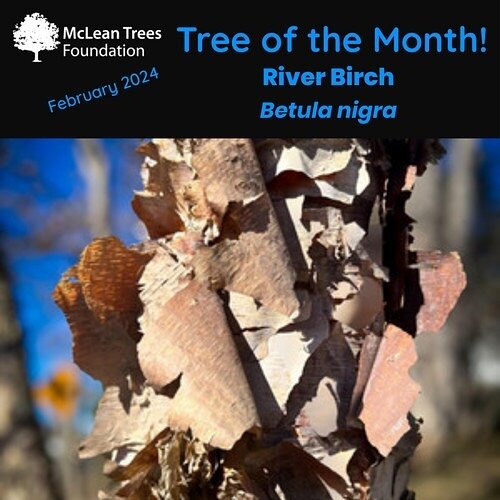 The exfoliating bark of our native River Birch (Betula nigra) is magnificent to behold on a sunny day in February! Even without its leaves, the multi-stemmed, deciduous, tree makes a statement.

Typically grown as a multi-stemmed tree, River Birch is