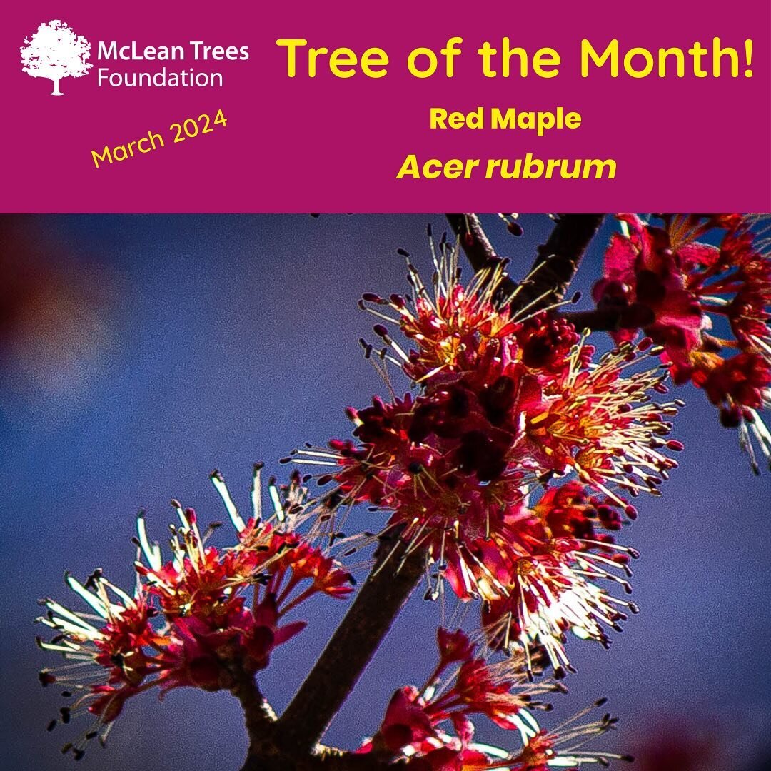 Now is the time to look for the telltale red aura among the treetops that heralds the diminutive blooms of our native Red Maple (Acer rubrum). They may appear tiny from below, but Red Maple blooms are incredibly complex when viewed close-up, and they