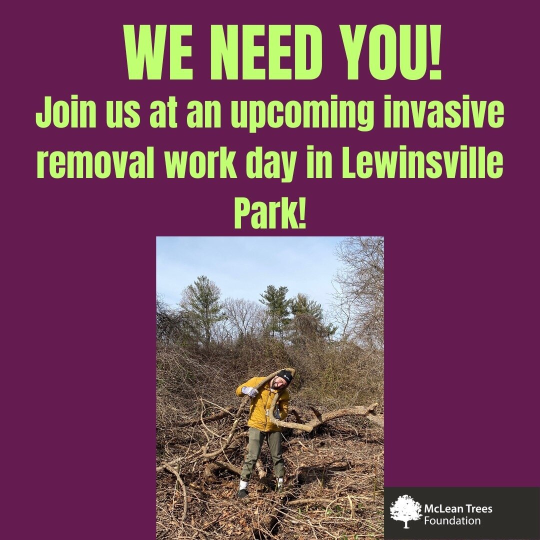 MTF is looking for eager volunteers to continue our invasive removal efforts in Lewinsville Park! Come out for fresh air and great company! We will be holding work days on Thursday, March 14th (10-12), Saturday, March 16th (10-12) and Saturday, March