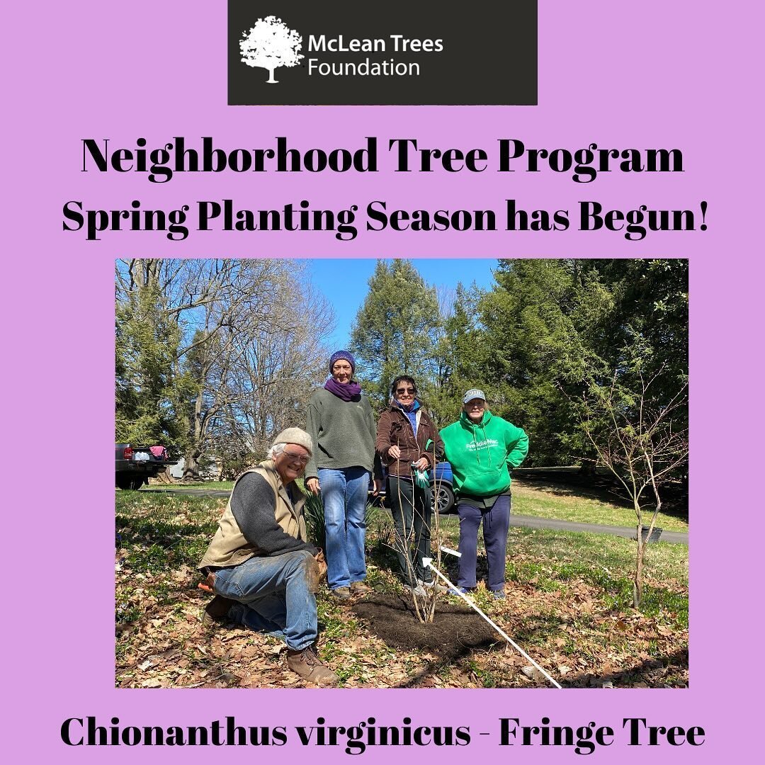 We are so excited for the beginning of Neighborhood Tree Program&rsquo;s (NTP) Spring Planting Season&mdash;today we planted our first tree (a beautiful Fringe Tree) and it was a glorious day!  The NTP provides McLean homeowners the opportunity to pl