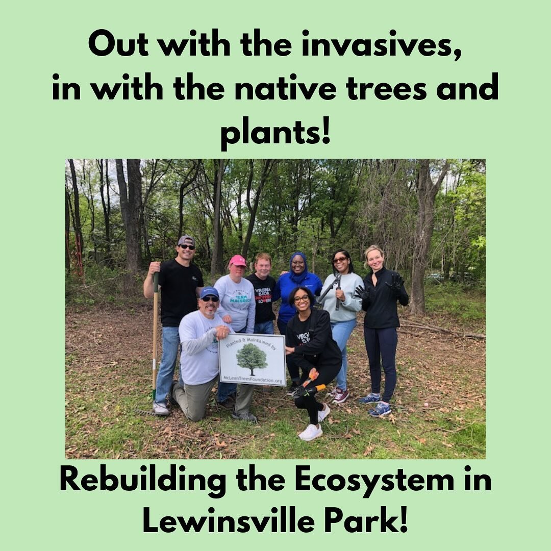 Many thanks to our volunteers from the management company at Tysons Mall for their invasives work at Lewinsville Park on April 24th!  We love collaborators in our invasives fight!  We&rsquo;ve made a lot of progress in Lewinsville Park&mdash;we are n