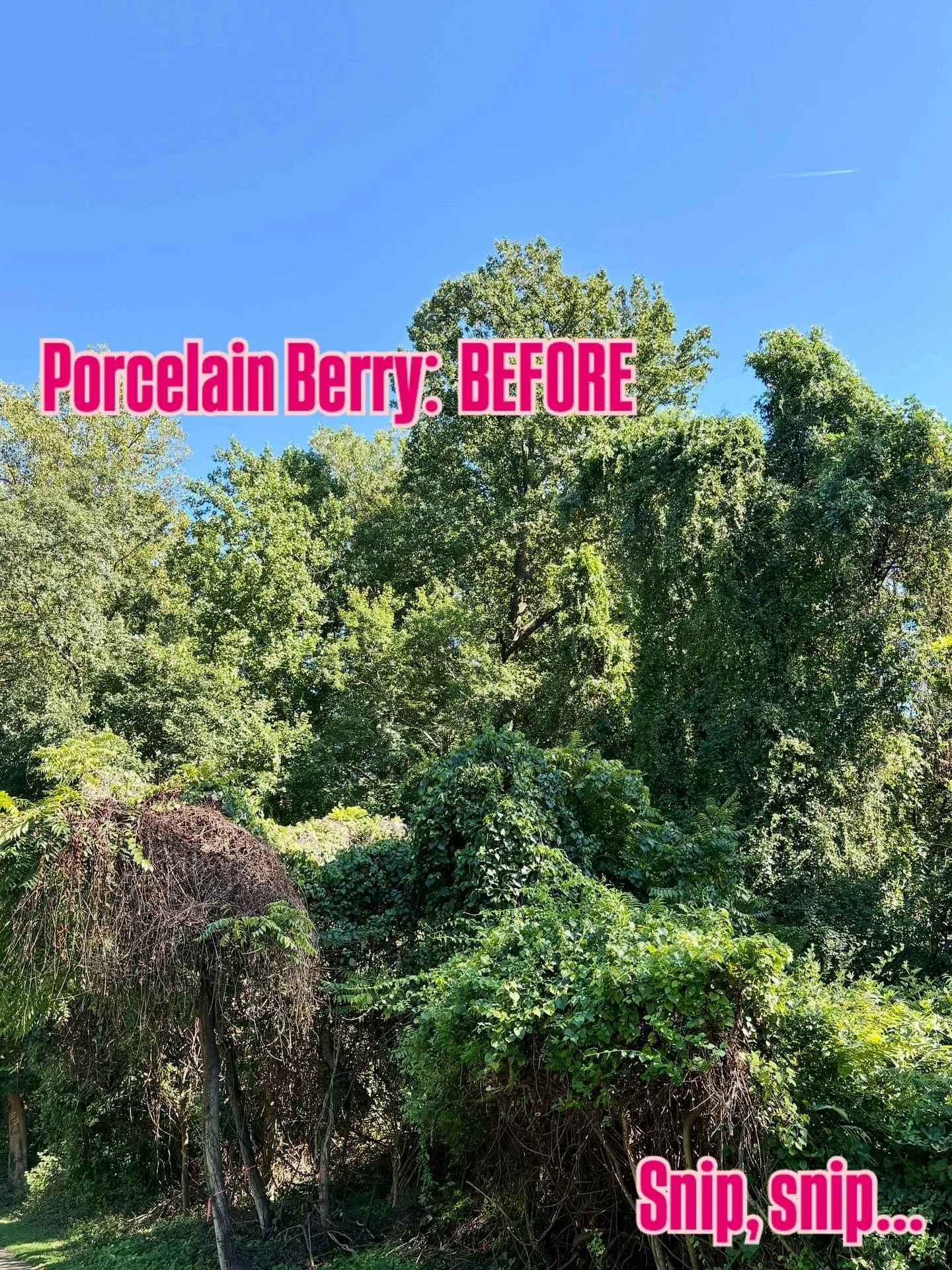 SUCH SATISFACTION watching this mass of porcelain berry and other invasive vines die over the course of a week after volunteers cut and treated this scourge in Greenway Heights Park!  Want to experience the sheer thrill associated with liberating nat