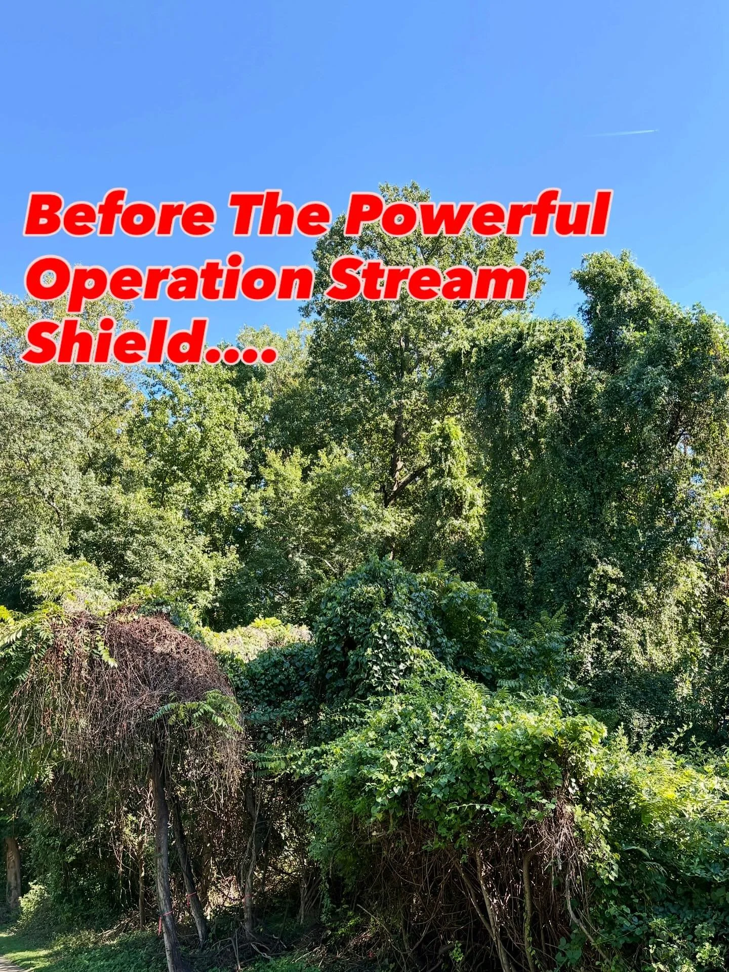 The OSS team was like a human bulldozer when they came to Greenway Heights Park on Thursday to help clear the way for the county to remove over 20 Trees of Heaven which were recently discovered.  This remarkable team tackled a dense thicket and an as