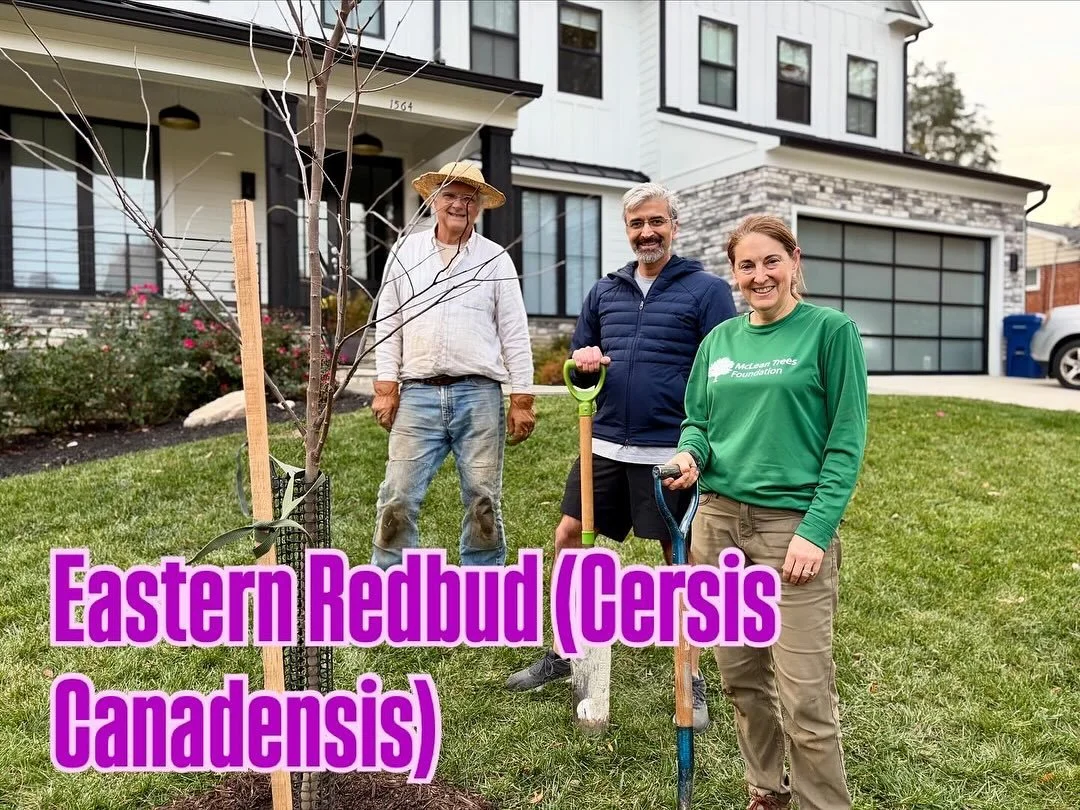 We had another great weekend of planting native trees with our Neighborhood Tree Program homeowners&mdash;this time in West McLean and the Pimmit Hills areas!  The day was beautiful and the native trees were big and healthy, ready for their new homes