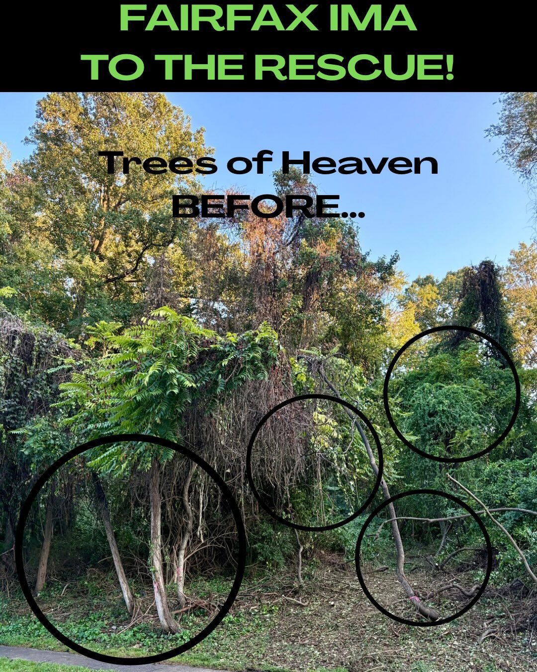 We are so thankful for the support we get from the Fairfax County Invasive Management Area (IMA) staff!  When we discovered dozens of Trees of Heaven in Greenway Heights Park last summer, we placed an urgent call to the IMA staff to assist with eradi