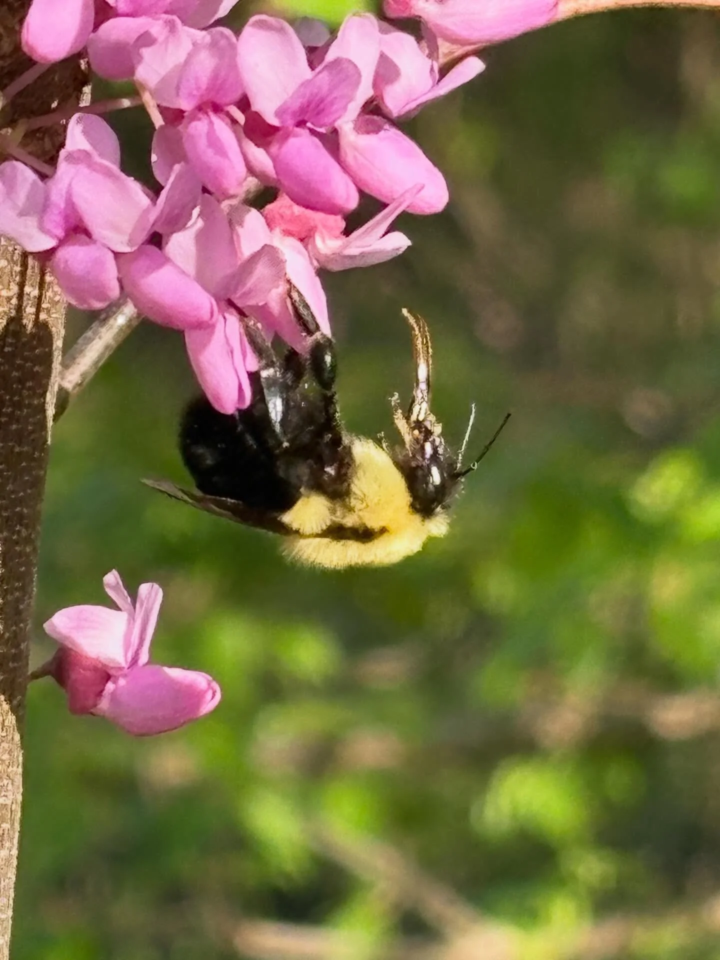 Spring is proof of the success of MTF&rsquo;s fall labors!  These beautiful native redbud and dogwood trees were planted in October in Greenway Heights Park with the help of our wonderful volunteers and we are so proud to say that the trees, properly