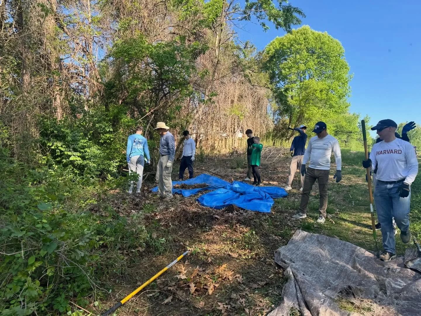 MTF was so pleased when Davis Durrant decided to choose invasive removal as his Eagle Scout project! We found him a real mess in the back of Lewinsville Park and he and his family, friends and fellow Scouts spent two days clearing the thorny multiflo