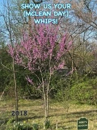 For years now, MTF has been giving away native tree &ldquo;whips&rdquo; (small, bare root trees) to folks who visit our booth at McLean Day (which is just a few weeks away on May 16th!), and we would love to see what those trees look like now!  We ha