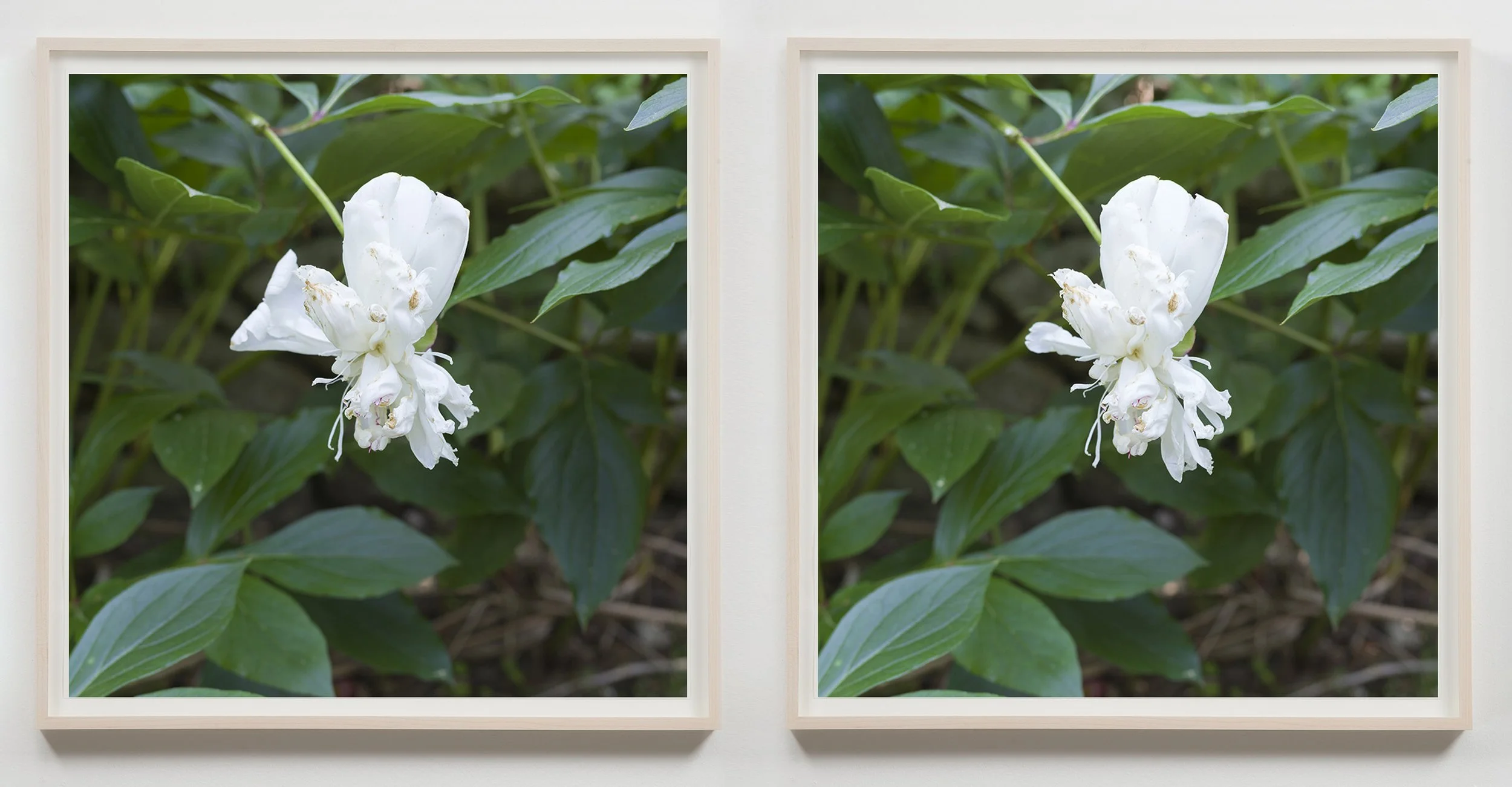 peony_diptych.jpg