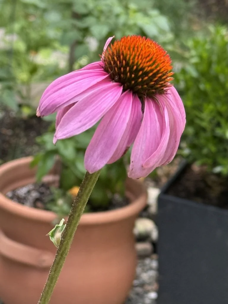 Garden Musings