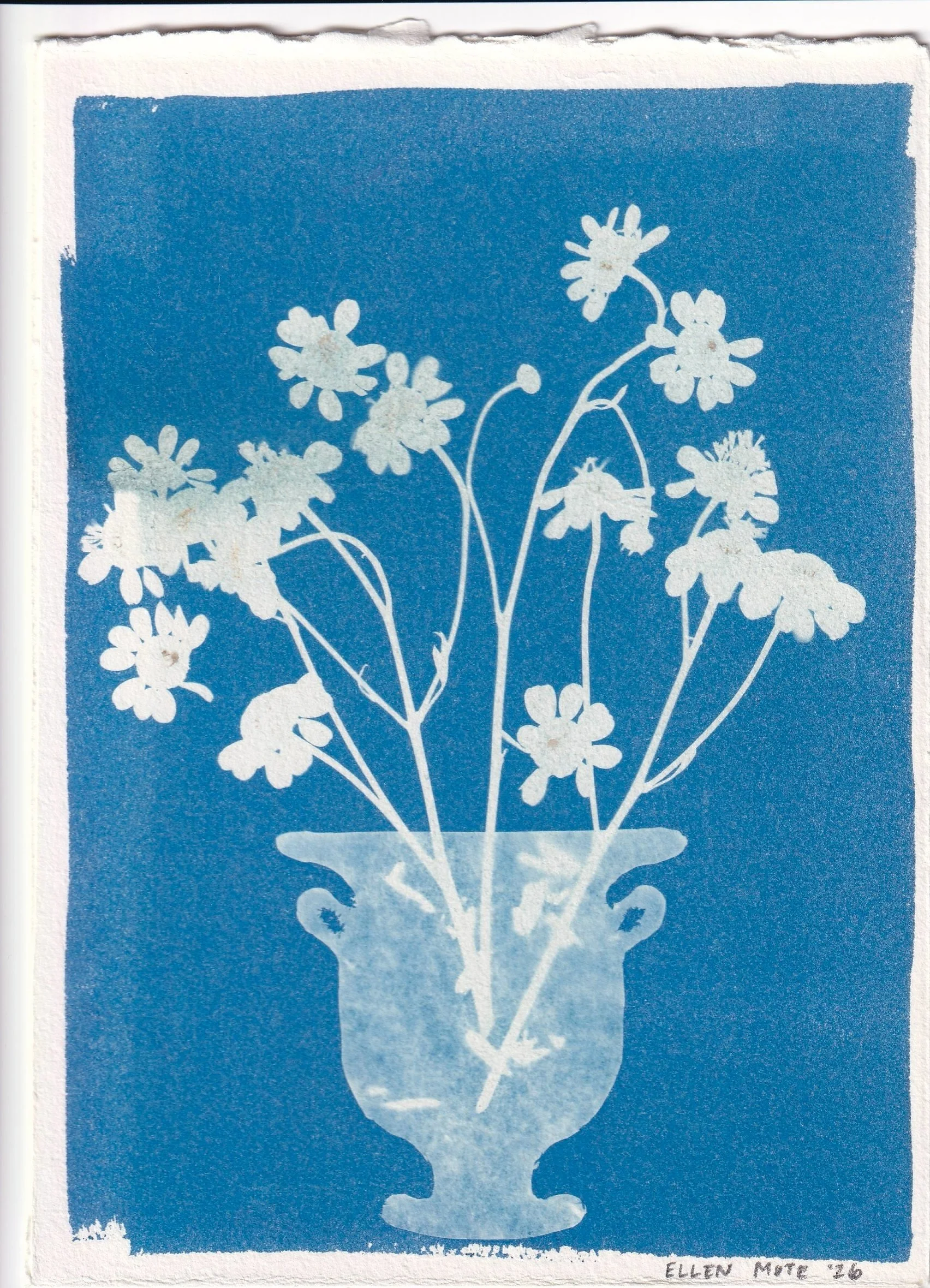 Mini SUPERBLOOM Cyanotype 7