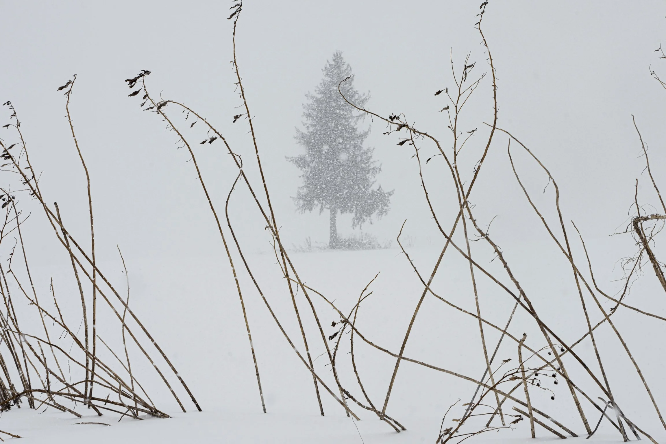 "The Christmas Tree," Biei, Hokkaido. 2004