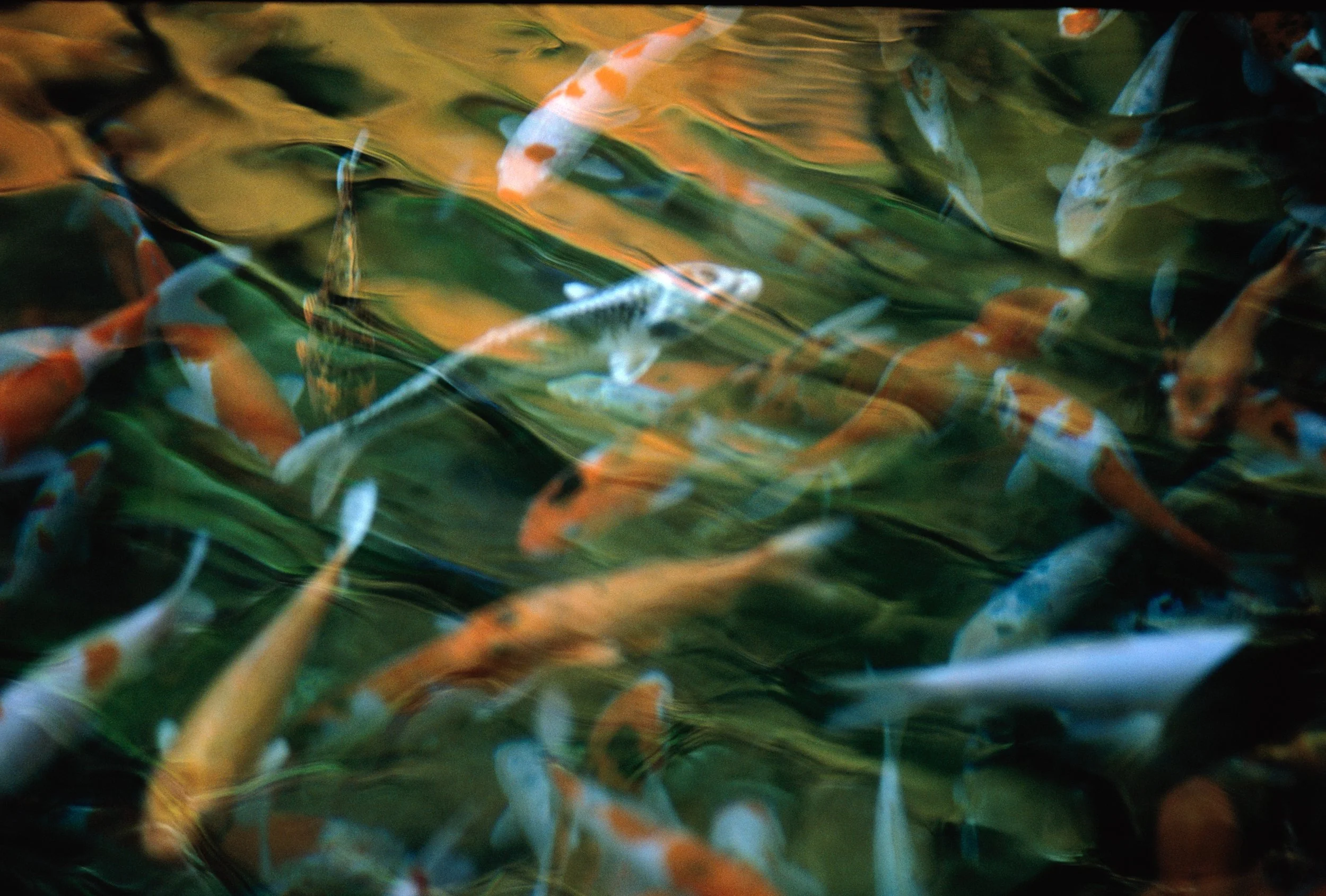 Koi, Sanzen-In Garden, Kyoto. 1991