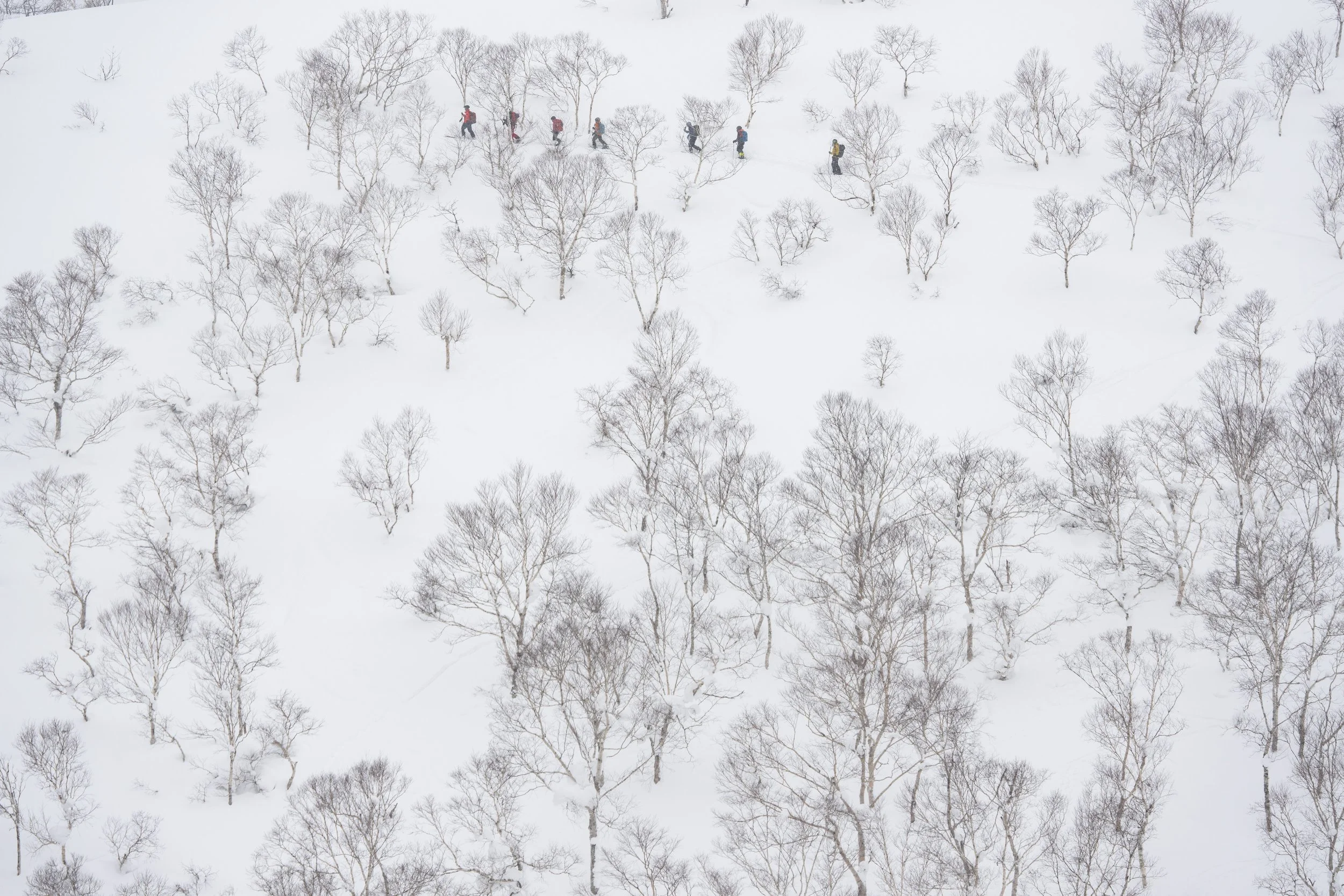 Snowshoe Trekkers, Niseko, Hokkaido. 2023