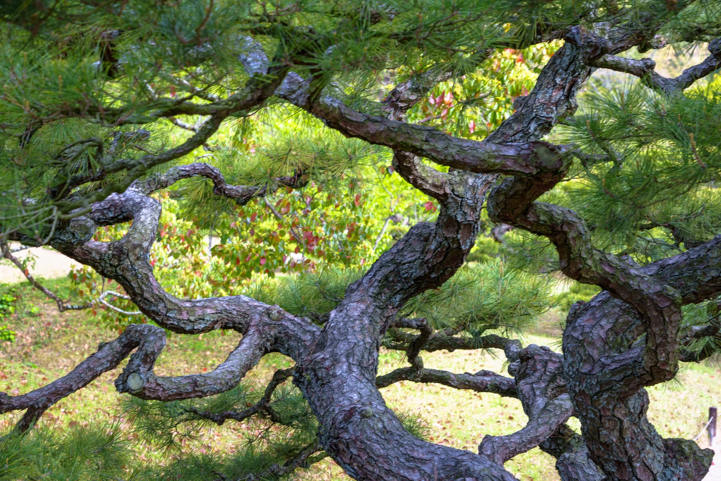 Ritsurin Garden, Takamatsu, Shikoku. 2025