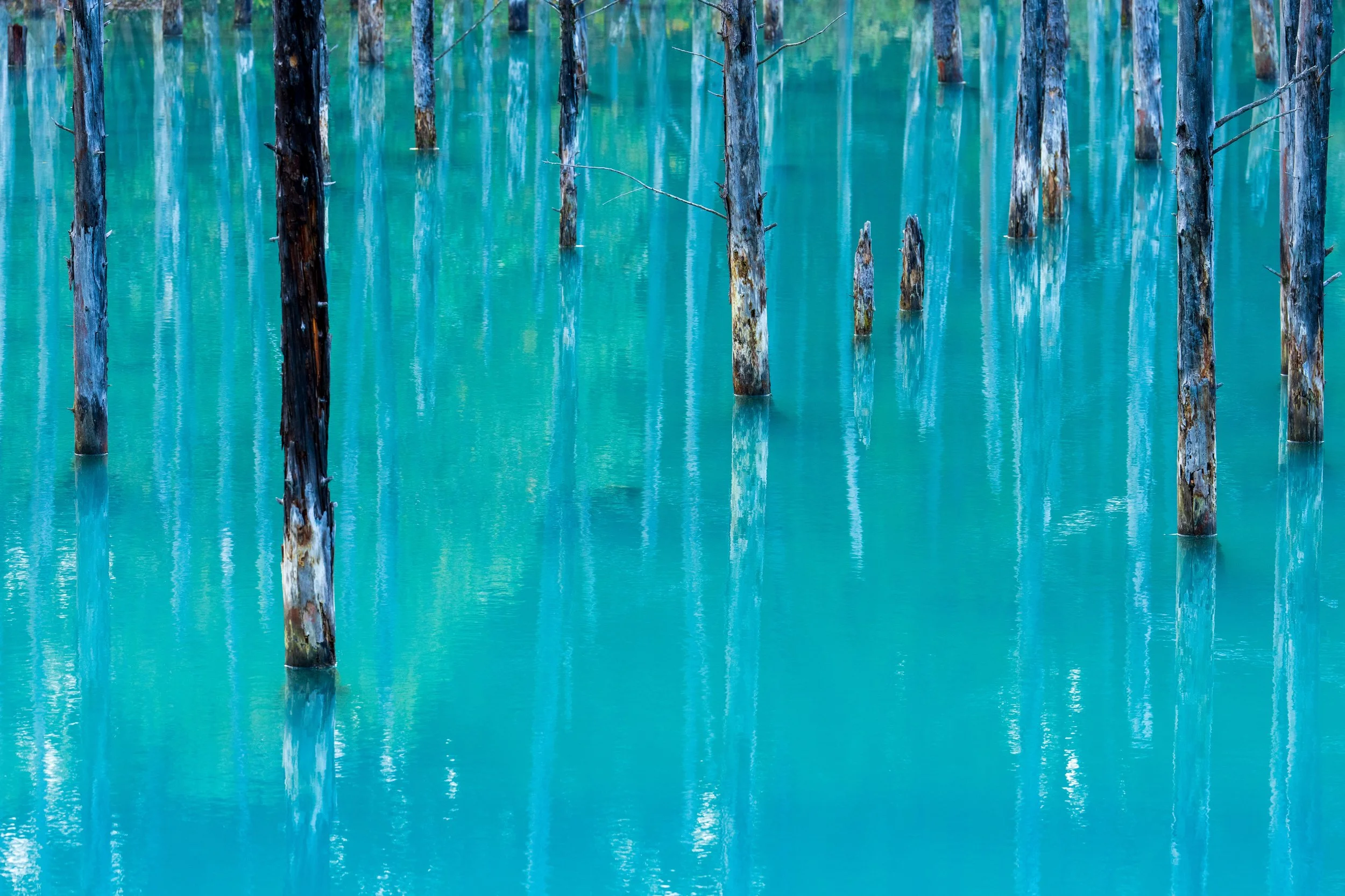 Blue Pond, Biei, Hokkaido. 2023
