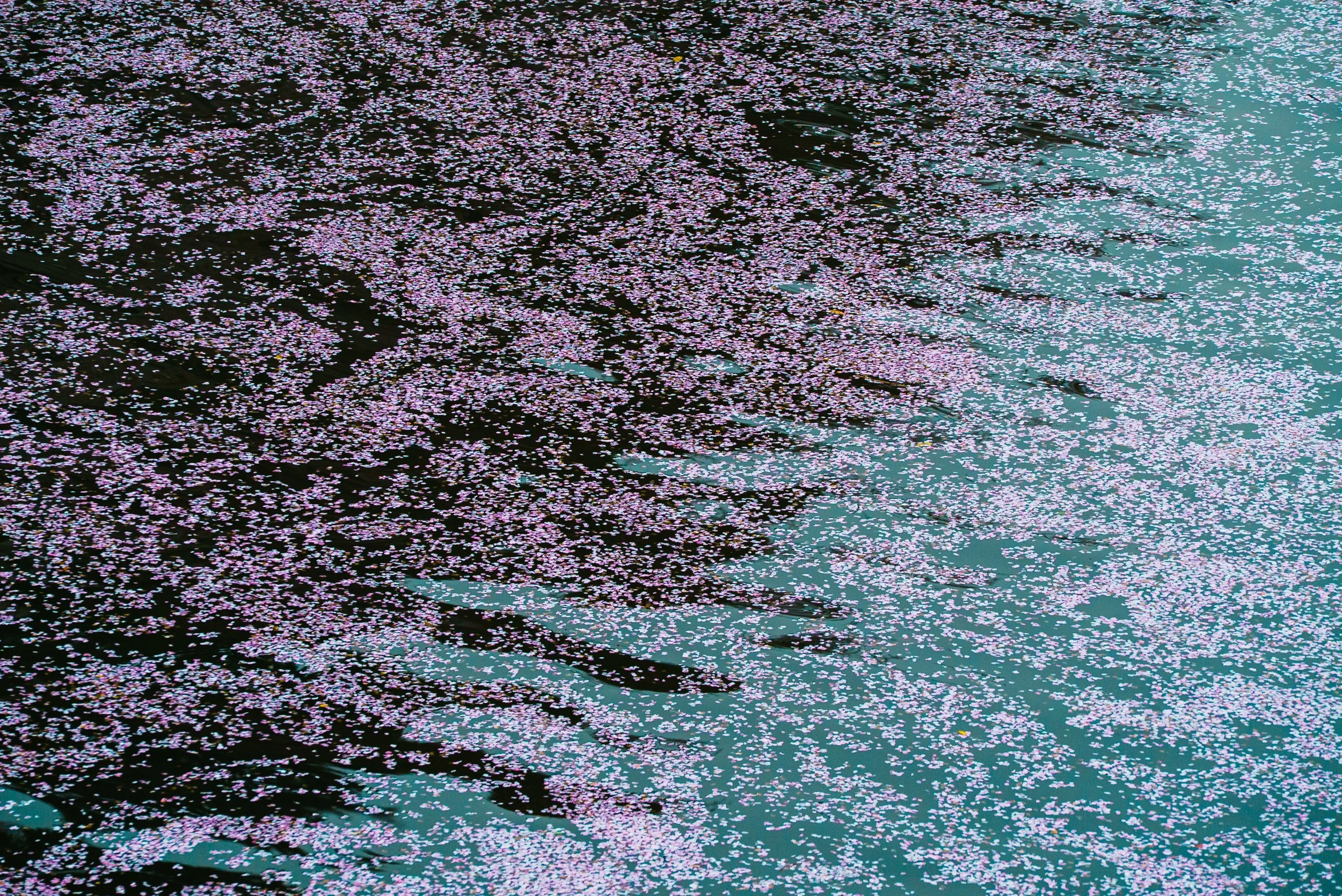 Cherry Blossoms, Chidorigafuchi Park, Imperial Palace, Tokyo. 2016