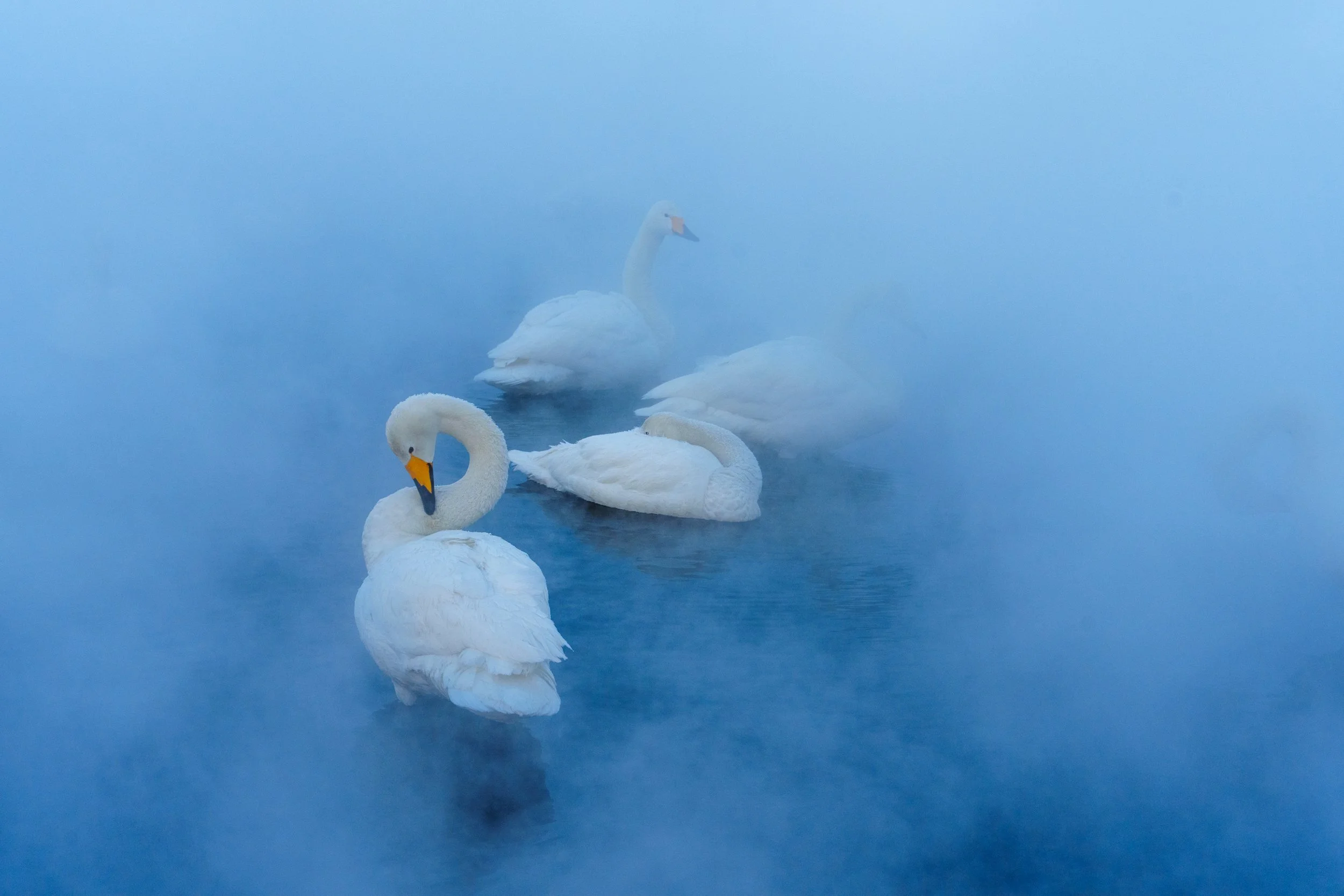 Whooper Swans, Kussharo Lake, Hokkaido. 2023
