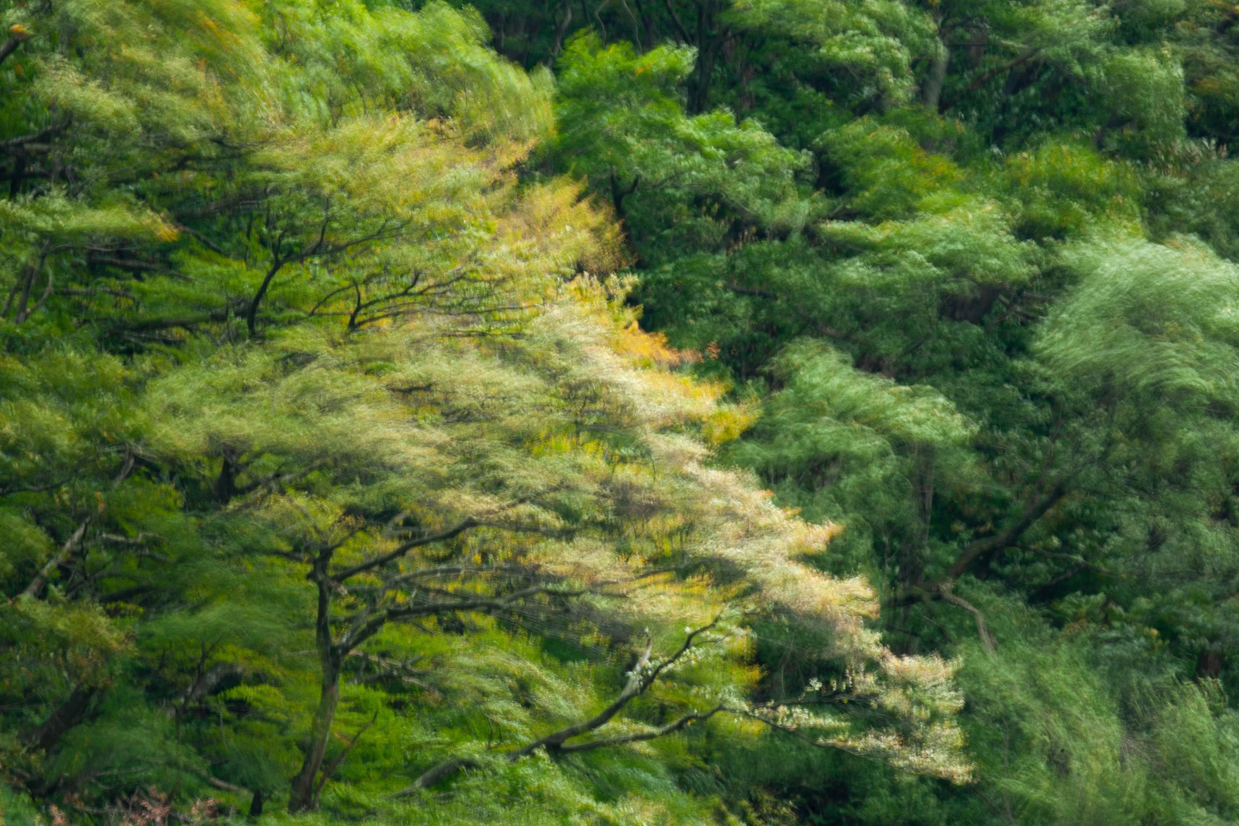 Murakami Forest, Nigata Prefecture, Chubu. 2006