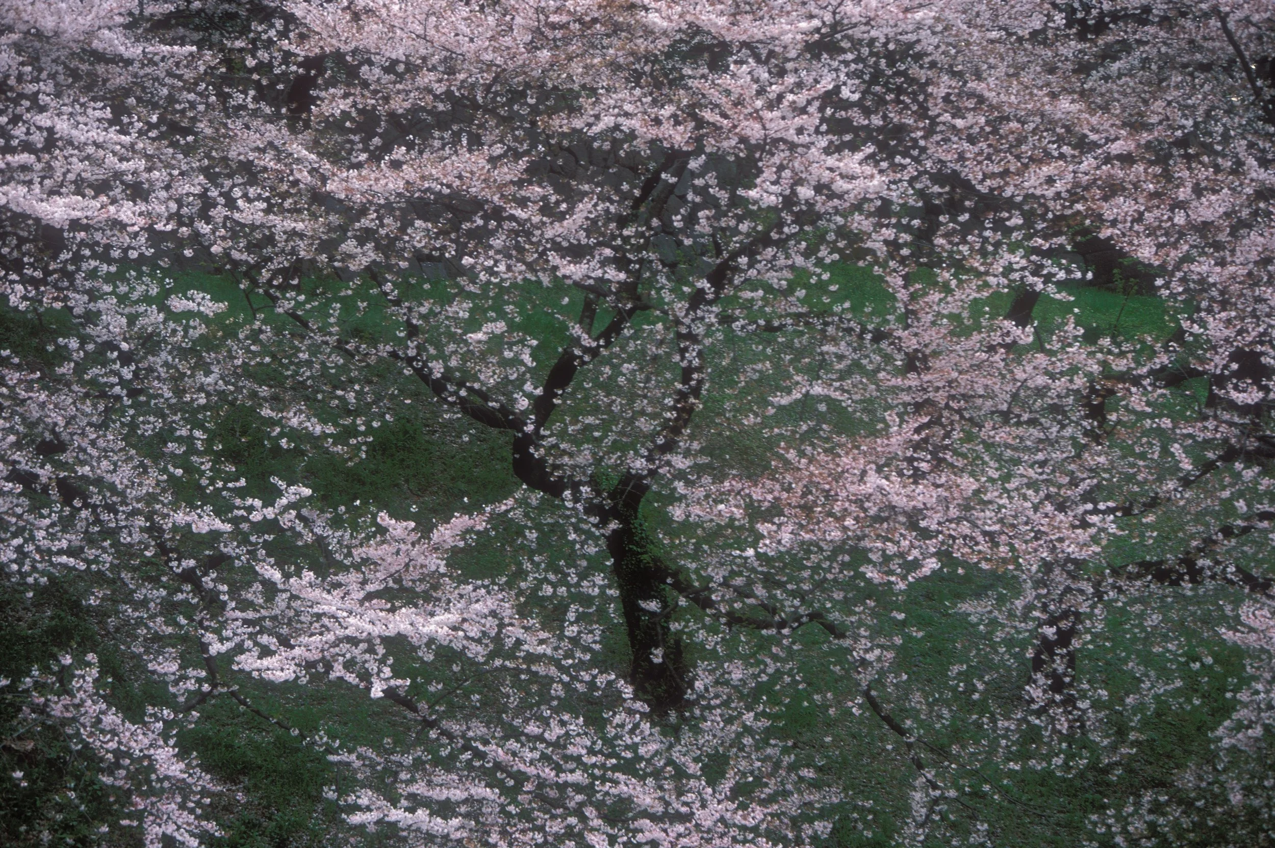 Cherry Blossoms, Chidorigafuchi Park, Imperial Palace, Tokyo. 2003