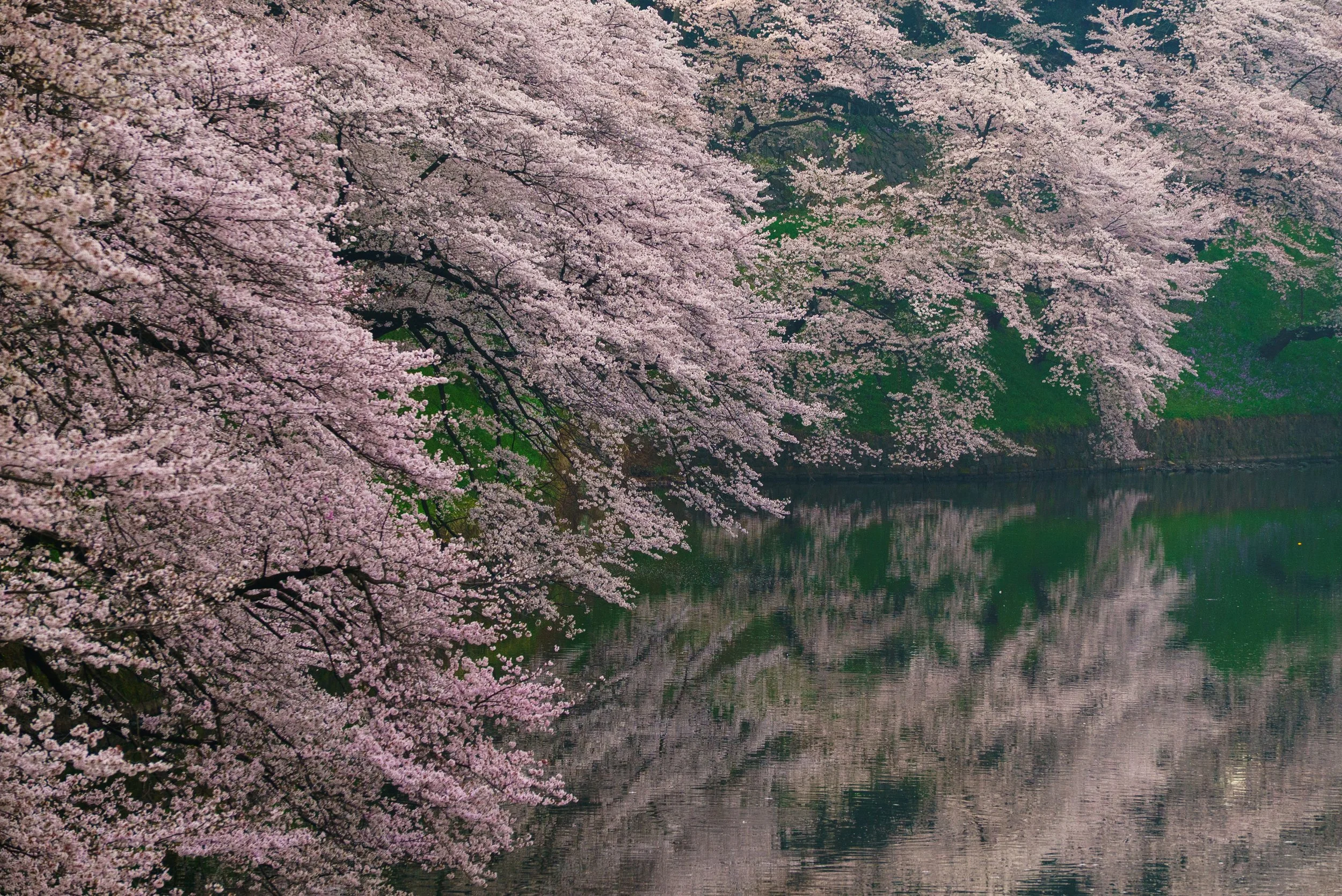 Cherry Trees, Chidorigafuchi Park, Imperial Palace, Tokyo. 2016