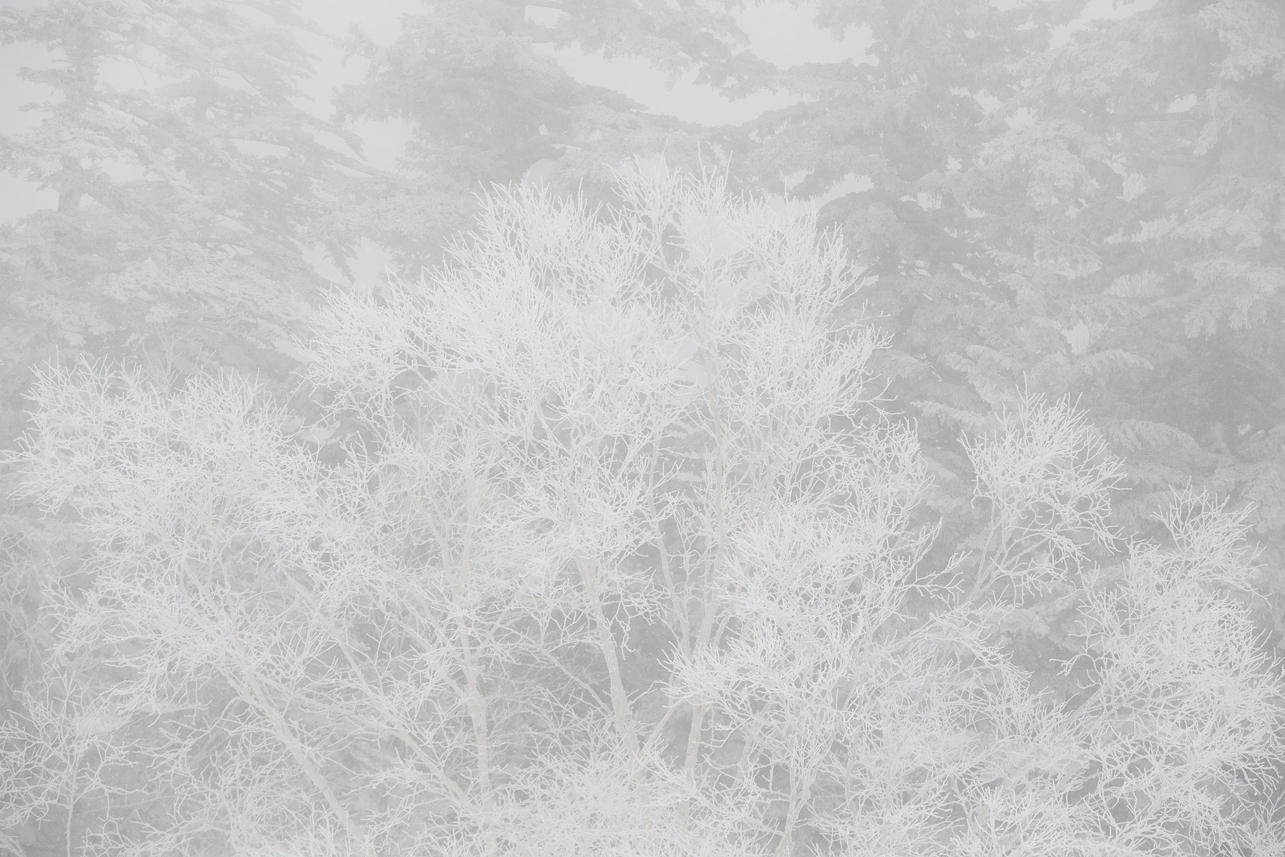 Frozen Trees, Daisetuzan National Park, Hokkaido. 2007