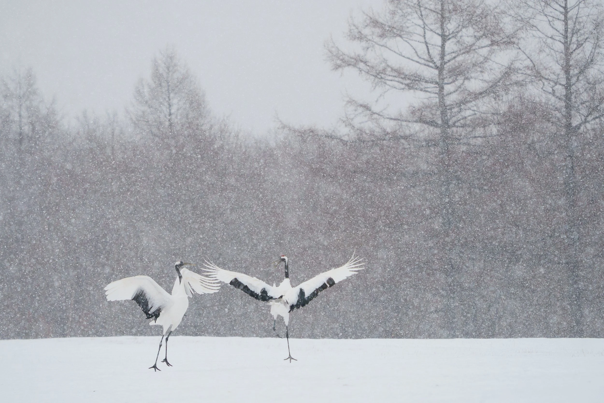 Red Crested Cranes Tsurui, Hokkaido. 2020
