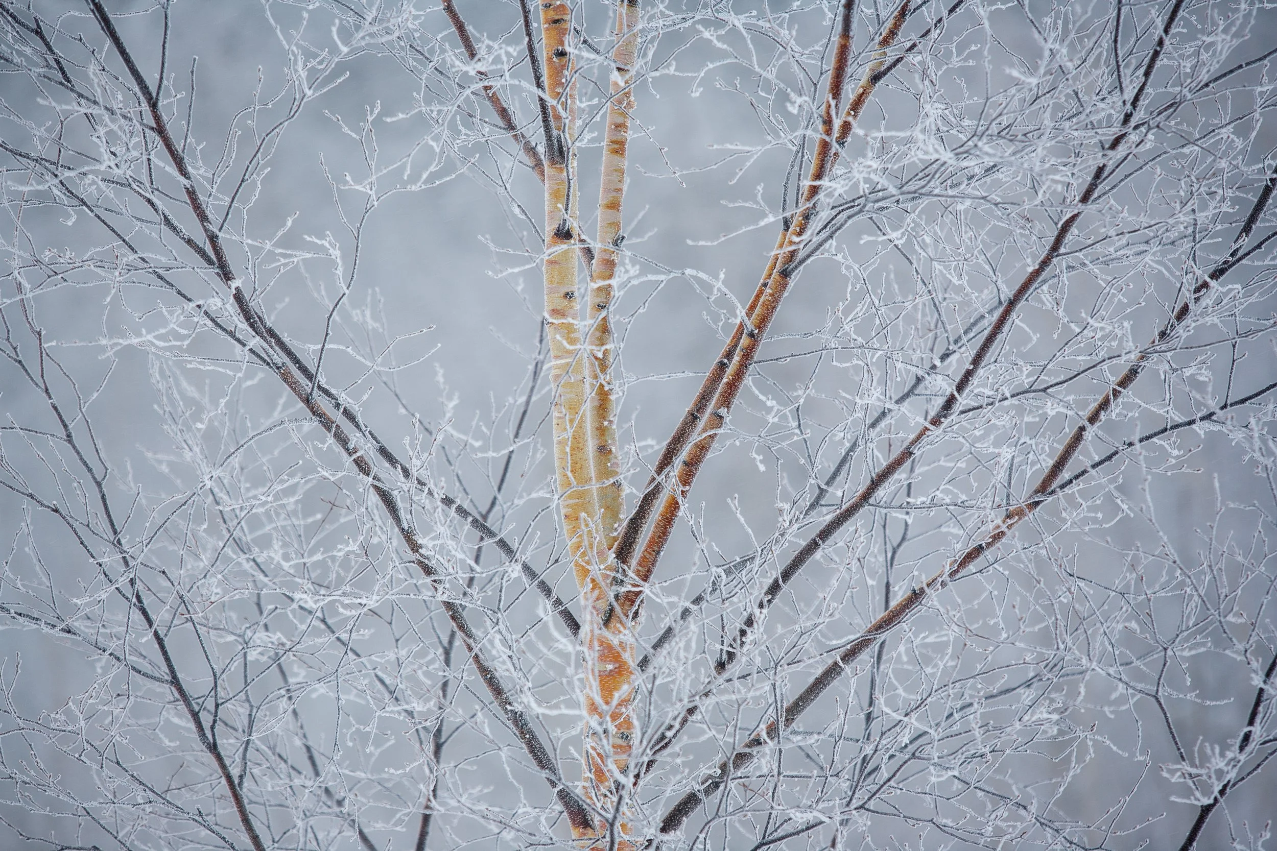 Frozen Birch, Daisetsuzan National Park, Hokkaido. 2007
