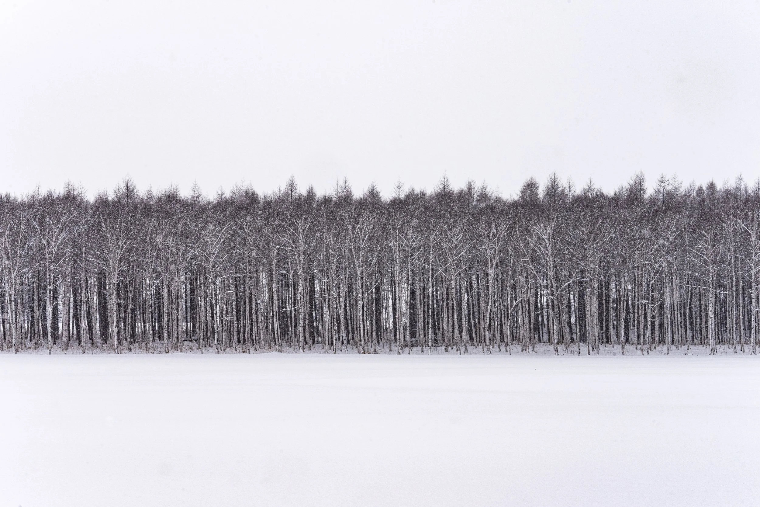 Larch Trees, Tokachi, Hokkaido. 2023