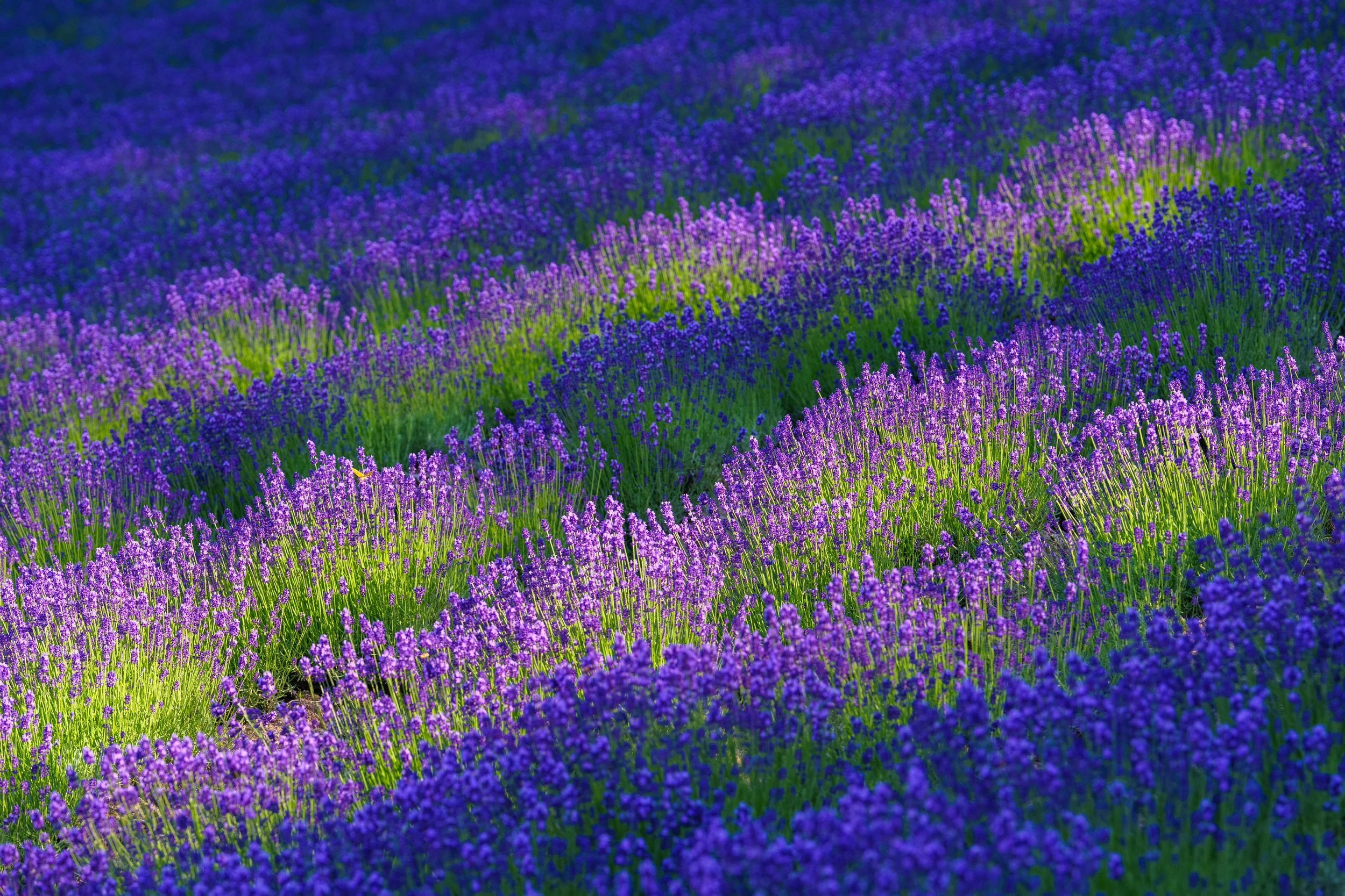 Tomita Lavender Farm, Furano, Hokkaido. 2023