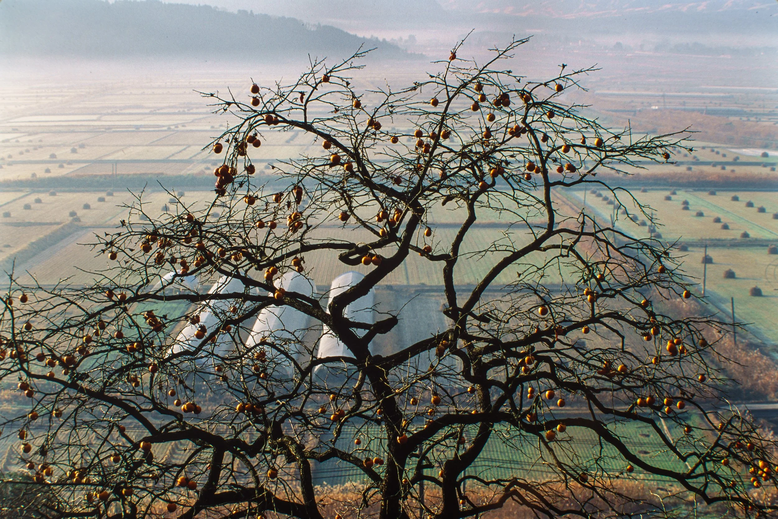 Persimmon Tree, Aso Caldera, Kumamoto, Kyushu. 1992