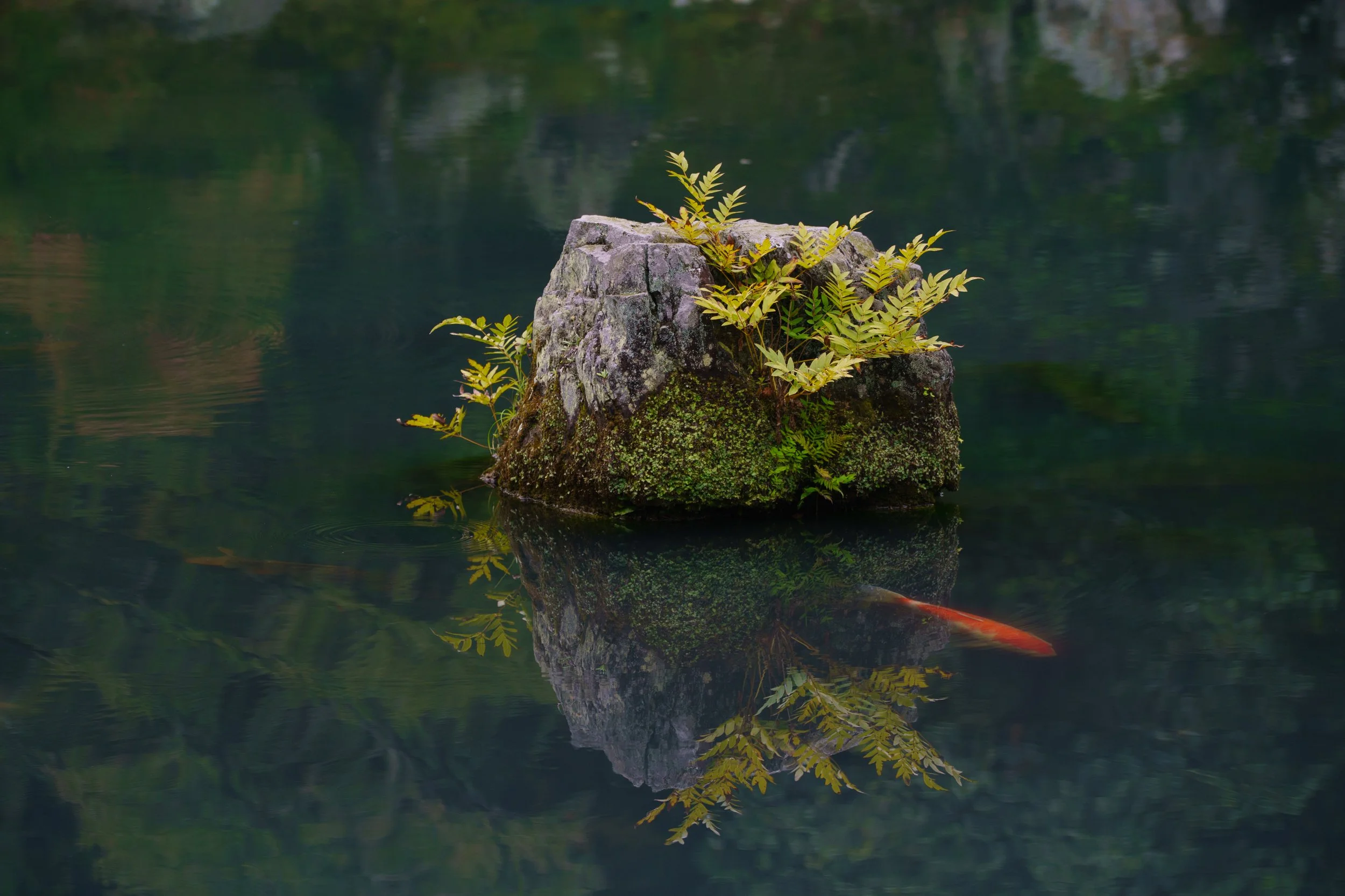 Tenryuji Garden, Kyoto. 2017