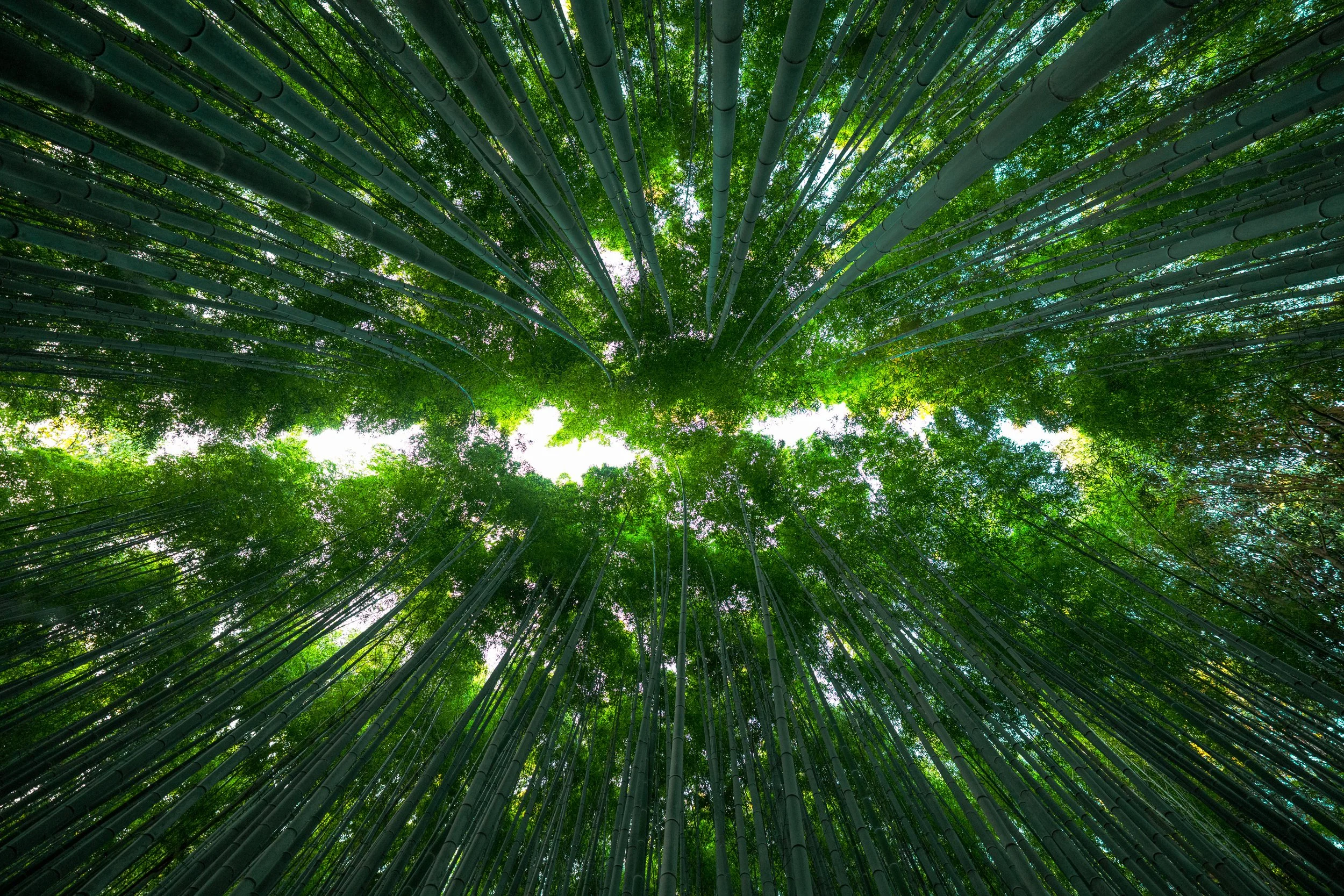 Arashiyama Bamboo Forest, Kyoto, Kansai. 2003