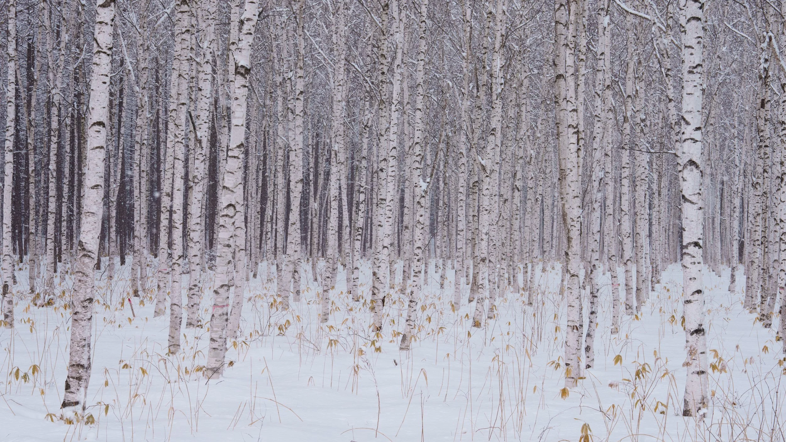 Birch Trees, Tokachi, Hokkaido. 2023