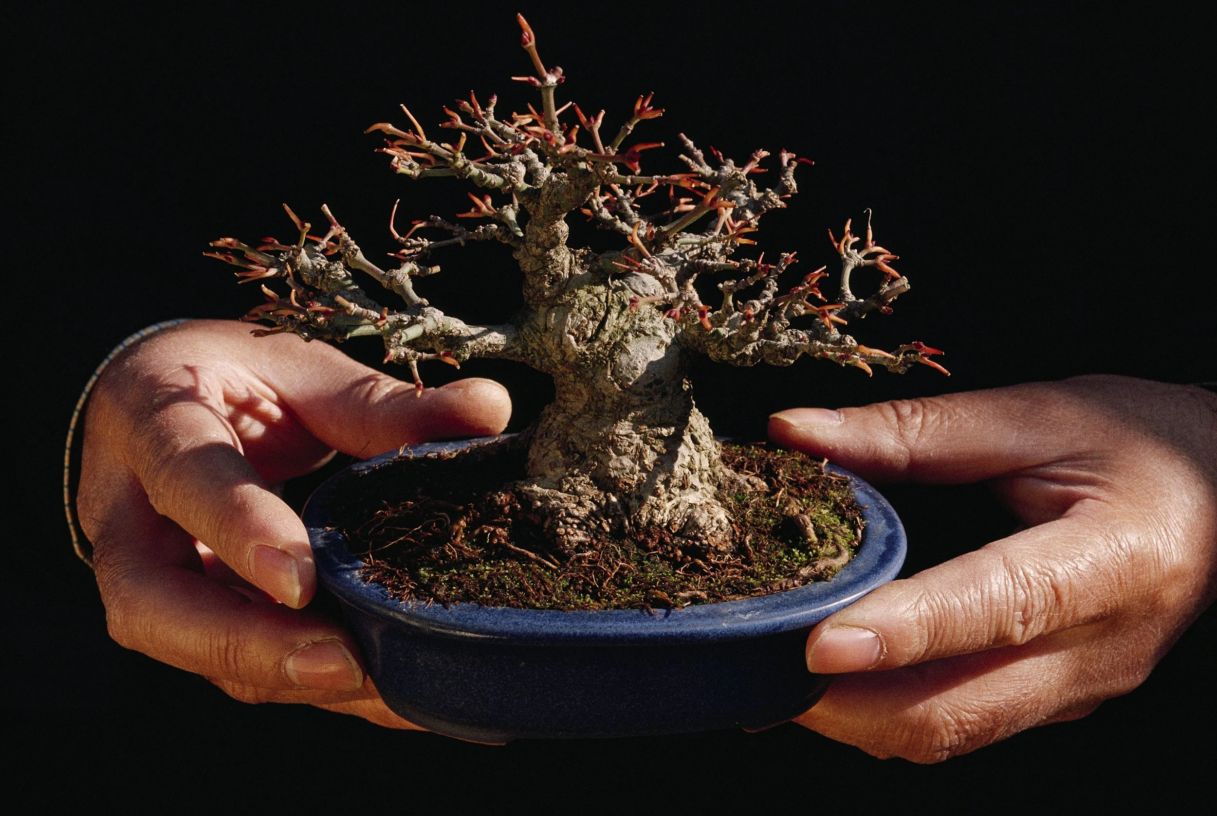Hundred-Year Cherry Bonsai, Sabura Kato Nursey, Omiya, Saitama Prefecture, Kanto. 1988