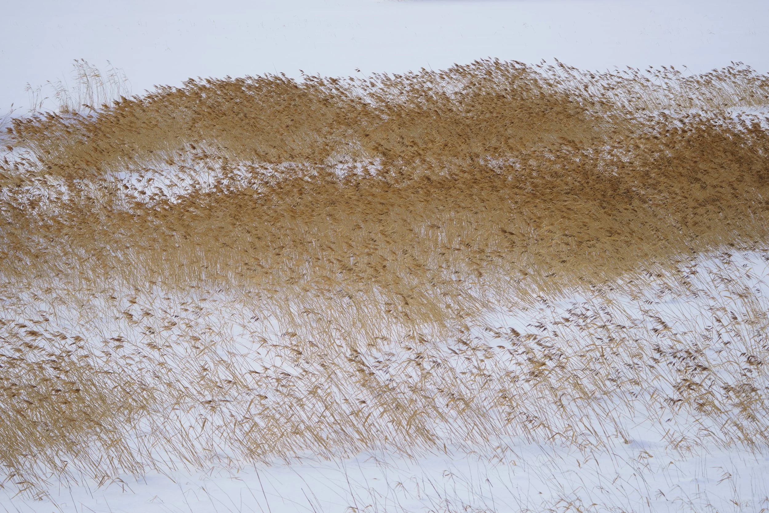 Pampas Grass, Kusharo, Hokkaido. 2020