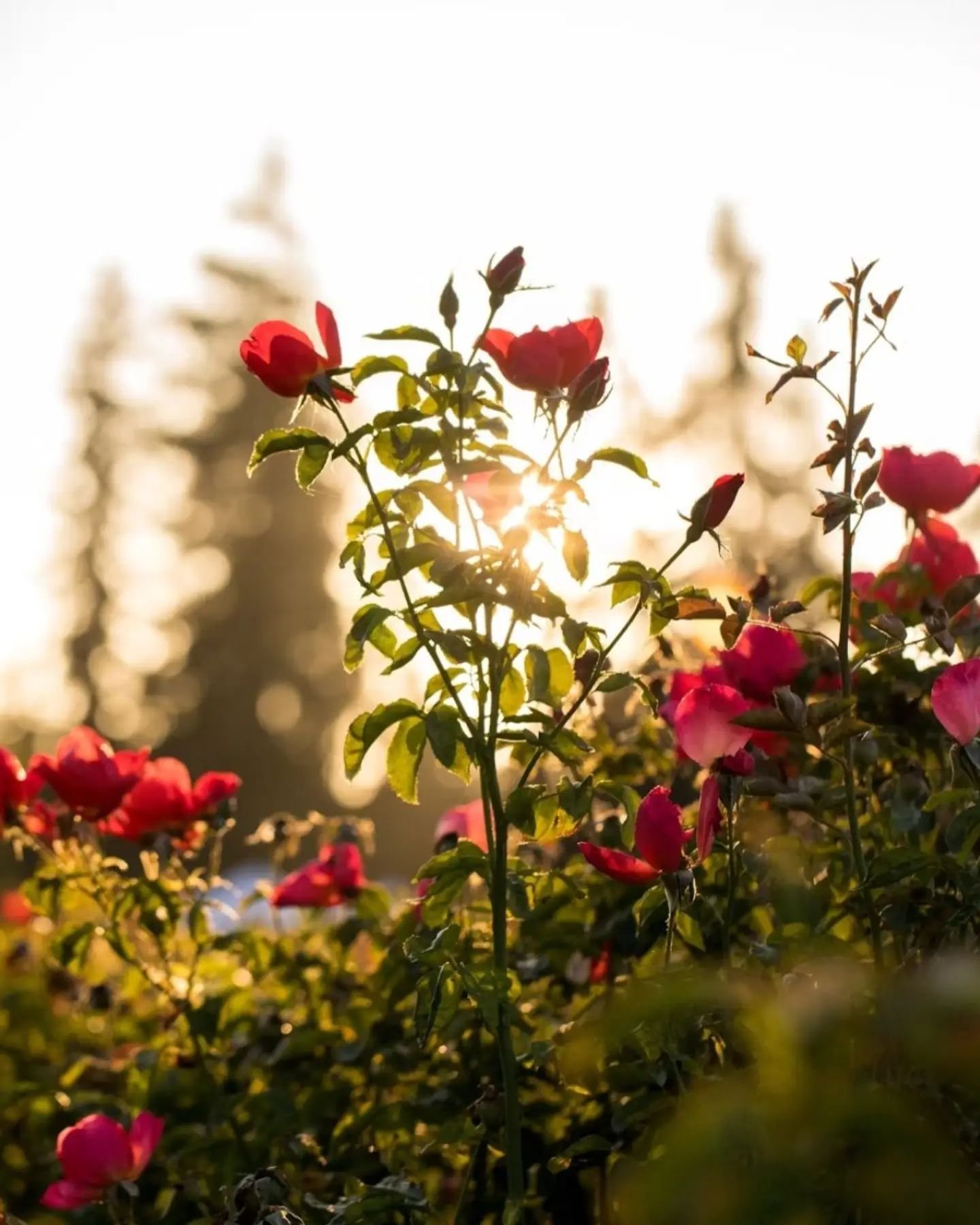 Acceptance is Key.

Nature gives us a lesson that is hard to ignore - accepting death is essential to leading a peaceful life.

By coming to terms with the fact that life is both beautiful and transient, we can learn to accept death as a reality of l
