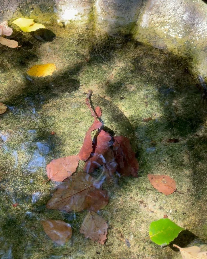 Reminder to freshen your bird baths, dump standing water and keep your gutters flowing! See these small inch worm looking things in the water? Those are mosquito larvae, soon to be adult mosquitoes!! 😱 (Well, not anymore. I took care of them) 😉 🚫?
