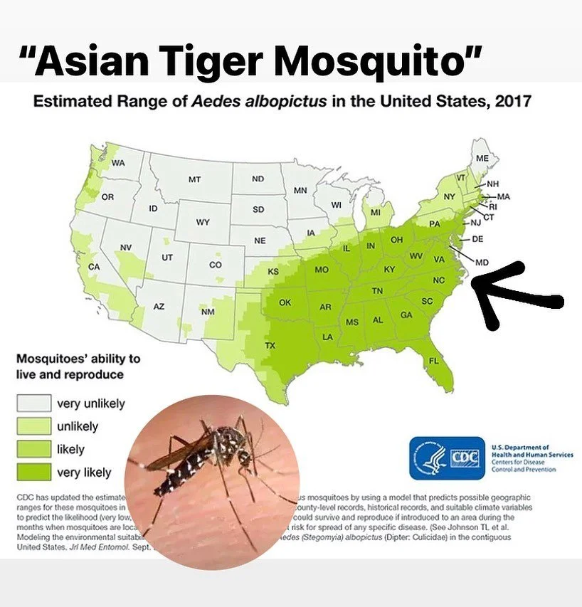 There are lots of different breeds of mosquitoes, but the worst of the bunch and the one we hunt the hardest is the *Asian Tiger Mosquito*. Not only is this one the most aggressive biter, it&rsquo;s also one of the most common in our area and the mos